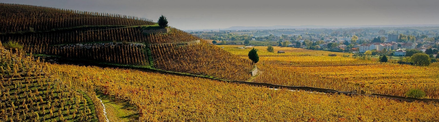 Domaine Pattes Loup Chablis Vent d'ange 2019 et 1er cru Butteaux 2018